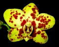 Phal. Mem. Maria Callas 'Angel Orchids No. 4'